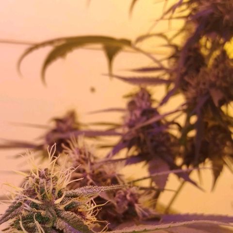Auto Critical Orange Punch 01/08/2023 growlog timeline photo