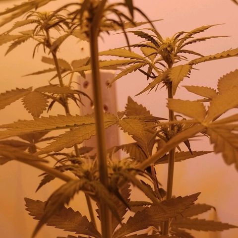 Foto do cronograma do growlog de Sour Diesel Auto 18/08/2023