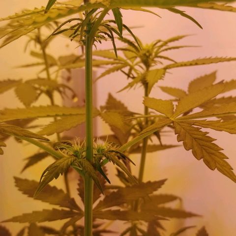 Foto do cronograma do growlog de Sour Diesel Auto 18/08/2023