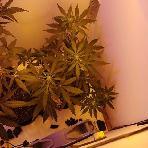 Foto do cronograma do growlog de Sour Diesel Auto 18/08/2023