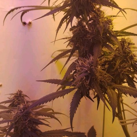 Auto Critical Orange Punch 01/08/2023 growlog timeline photo