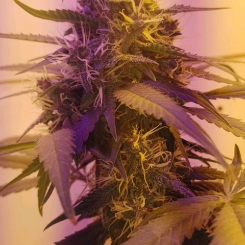 Auto Critical Orange Punch 01/08/2023 growlog timeline photo