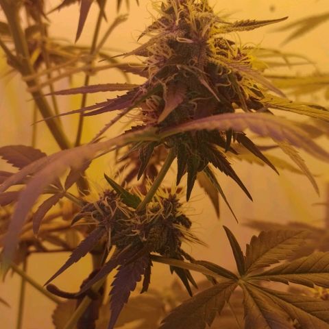 Auto Critical Orange Punch 01/08/2023 growlog timeline photo