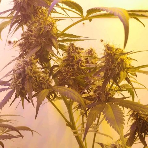 Auto Critical Orange Punch 01/08/2023 growlog timeline photo
