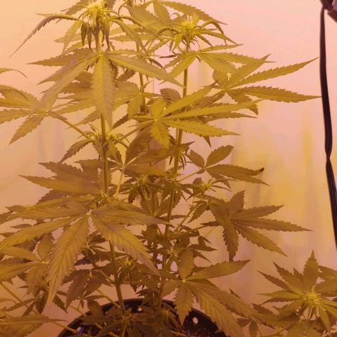 Foto do cronograma do growlog de Sour Diesel Auto 18/08/2023