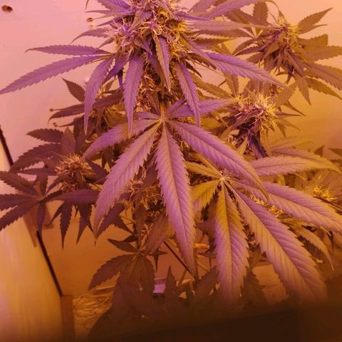 Auto Critical Orange Punch 01/08/2023 growlog timeline photo