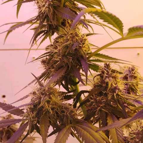 Auto Critical Orange Punch 01/08/2023 growlog timeline photo