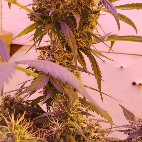 Auto Critical Orange Punch 01/08/2023 growlog timeline photo