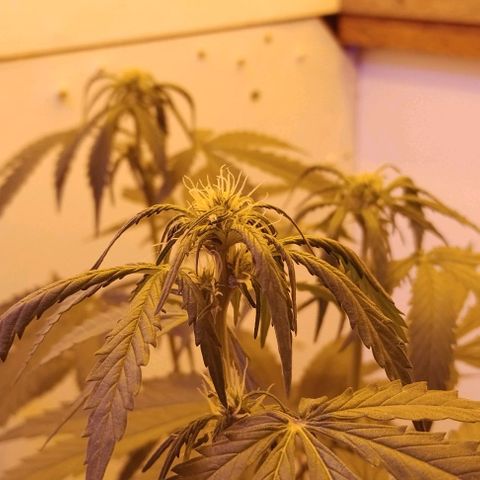 Foto do growlog de Sour Diesel Auto 18/08/2023: Possivelmente excesso de água na rega, topo com dificuldade de abrir as folhas
