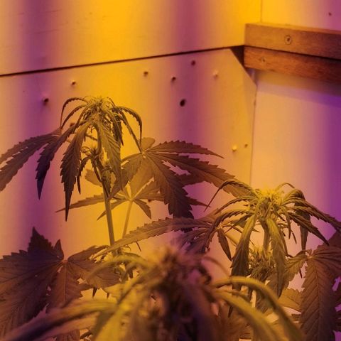 Foto do growlog de Sour Diesel Auto 18/08/2023: Possivelmente excesso de água na rega, topo com dificuldade de abrir as folhas