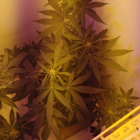 Foto do growlog de Sour Diesel Auto 18/08/2023: Possivelmente excesso de água na rega, topo com dificuldade de abrir as folhas