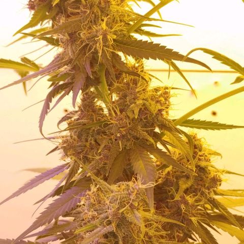 Auto Critical Orange Punch 01/08/2023 growlog timeline photo