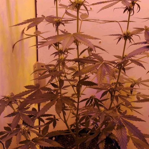 Foto do growlog de Sour Diesel Auto 18/08/2023: Depois de passar por uma semana com excesso de água, agora ela está começando a se recuperar