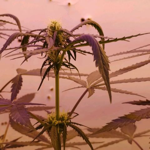 Foto do growlog de Sour Diesel Auto 18/08/2023: Depois de passar por uma semana com excesso de água, agora ela está começando a se recuperar