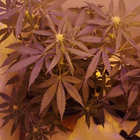 Foto do growlog de Sour Diesel Auto 18/08/2023: Depois de passar por uma semana com excesso de água, agora ela está começando a se recuperar