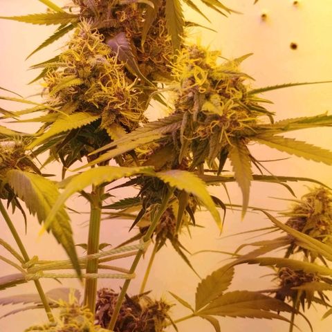 Auto Critical Orange Punch 01/08/2023 growlog photo: Essa planta tem se mostrado muito resistente a qualquer sinal, buds se criando muito bem.

Pequeno problema de amarelamento nas folhas com as possíveis causas, falta de nutrientes necessários na floração (magsica boom e floração) ou excesso de luz/calor da lâmpada HPS 

Comecei a aplicar os fertilizantes de flora na semana passada, agora esperar resultados, se o amarelamento persistir, afastar da luz