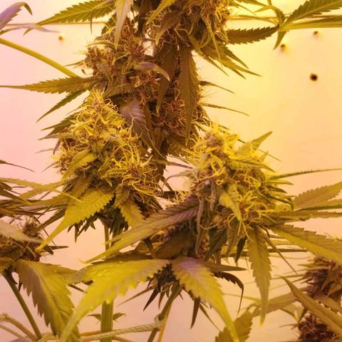Auto Critical Orange Punch 01/08/2023 growlog photo: Essa planta tem se mostrado muito resistente a qualquer sinal, buds se criando muito bem.

Pequeno problema de amarelamento nas folhas com as possíveis causas, falta de nutrientes necessários na floração (magsica boom e floração) ou excesso de luz/calor da lâmpada HPS 

Comecei a aplicar os fertilizantes de flora na semana passada, agora esperar resultados, se o amarelamento persistir, afastar da luz