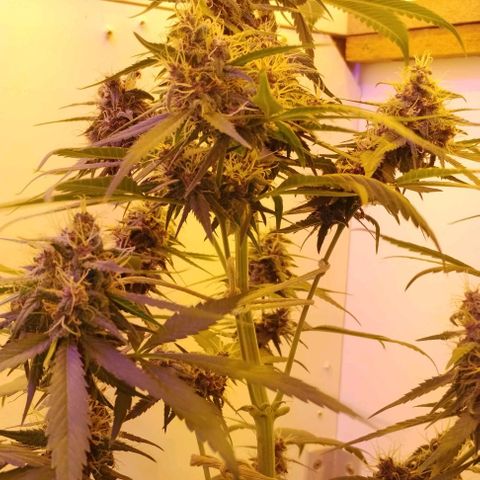 Auto Critical Orange Punch 01/08/2023 growlog photo: Essa planta tem se mostrado muito resistente a qualquer sinal, buds se criando muito bem.

Pequeno problema de amarelamento nas folhas com as possíveis causas, falta de nutrientes necessários na floração (magsica boom e floração) ou excesso de luz/calor da lâmpada HPS 

Comecei a aplicar os fertilizantes de flora na semana passada, agora esperar resultados, se o amarelamento persistir, afastar da luz