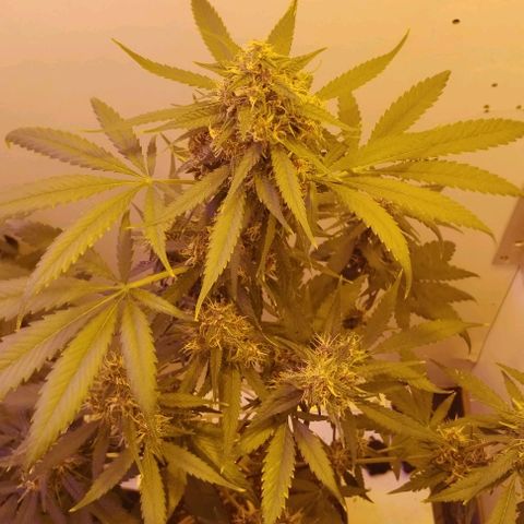 Auto Critical Orange Punch 01/08/2023 growlog photo: Essa planta tem se mostrado muito resistente a qualquer sinal, buds se criando muito bem.

Pequeno problema de amarelamento nas folhas com as possíveis causas, falta de nutrientes necessários na floração (magsica boom e floração) ou excesso de luz/calor da lâmpada HPS 

Comecei a aplicar os fertilizantes de flora na semana passada, agora esperar resultados, se o amarelamento persistir, afastar da luz