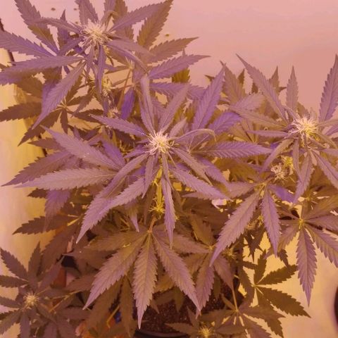 Foto do growlog de Sour Diesel Auto 18/08/2023: Teve melhoras no topo, fiz rega com menos sua do que de costume, luz Full spectrum também foi aproximada