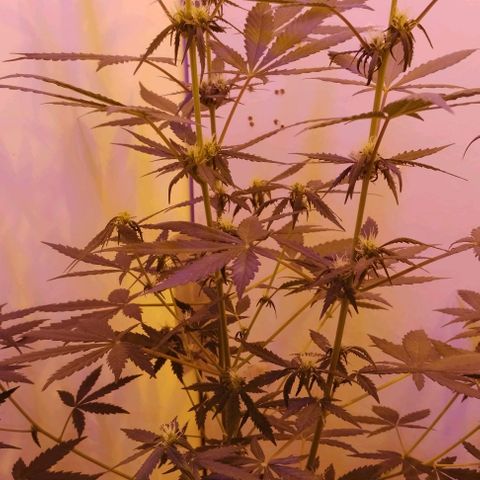 Foto do growlog de Sour Diesel Auto 18/08/2023: Teve melhoras no topo, fiz rega com menos sua do que de costume, luz Full spectrum também foi aproximada