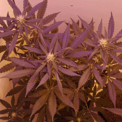 Foto do growlog de Sour Diesel Auto 18/08/2023: Planta reagindo bem, vindo bem alegre