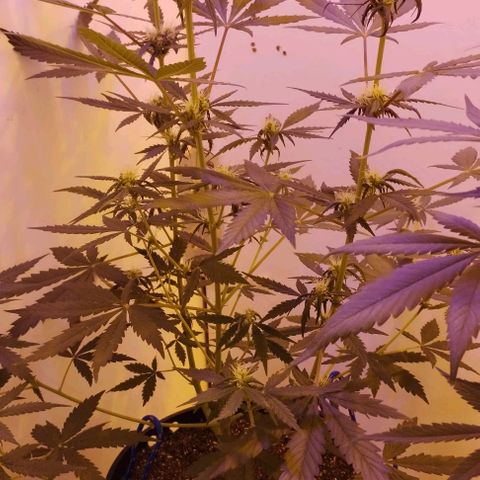 Foto do growlog de Sour Diesel Auto 18/08/2023: Planta reagindo bem, vindo bem alegre