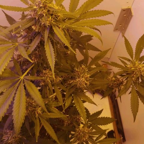 Auto Critical Orange Punch 01/08/2023 growlog photo: Cada vez mais gorda e linda, serrilhado das folhas um pouco amarelo e pequenos queimados na ponta das folhas

Possíveis causas
Excesso de água
Excesso de fert
Excesso de calor e luz
Ou falta de nutrientes específicos da floração
Aguardar para mais resultados
Se melhorar os sintomas foi por cuidar a rega ou por ter colocado os nutrientes de floração

Se piorar é por conta da proximidade a luz e calor, planta a +/- 35 cm das luzes 