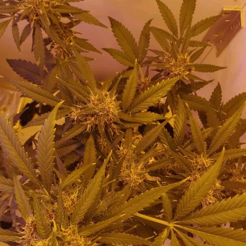 Auto Critical Orange Punch 01/08/2023 growlog timeline photo