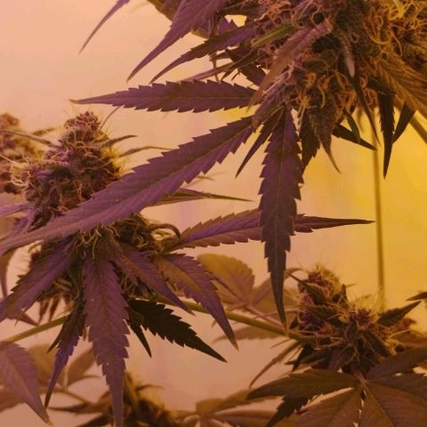 Auto Critical Orange Punch 01/08/2023 growlog timeline photo