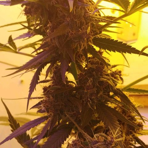 Auto Critical Orange Punch 01/08/2023 growlog timeline photo