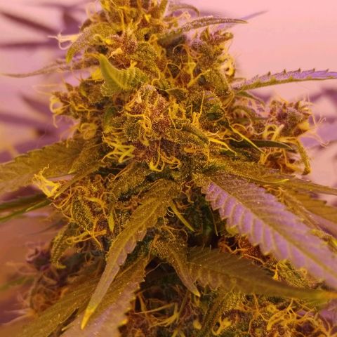 Auto Critical Orange Punch 01/08/2023 growlog timeline photo