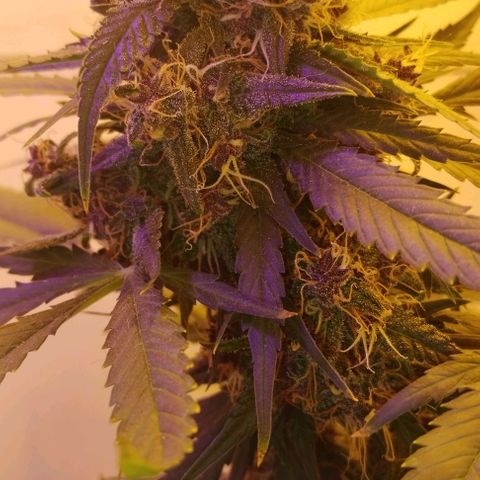 Auto Critical Orange Punch 01/08/2023 growlog timeline photo