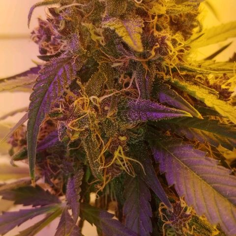 Auto Critical Orange Punch 01/08/2023 growlog timeline photo