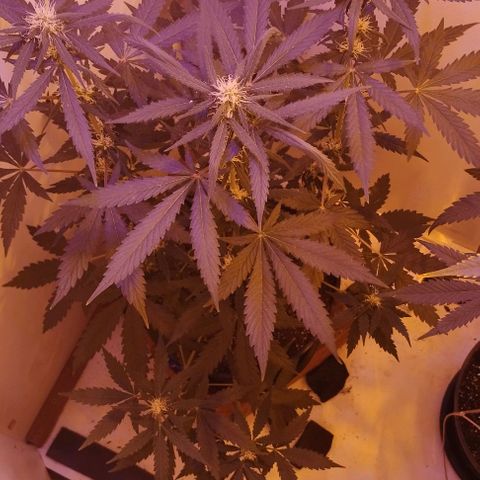 Foto do growlog de Sour Diesel Auto 18/08/2023: Sour Diesel virando herma, possivelmente conseguirei fazer sementes automáticas 