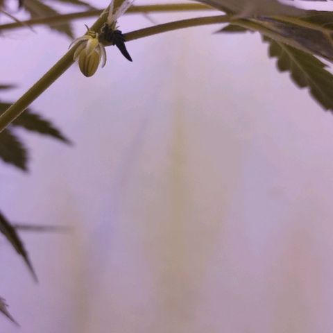 Foto do growlog de Sour Diesel Auto 18/08/2023: Sour Diesel virando herma, possivelmente conseguirei fazer sementes automáticas 