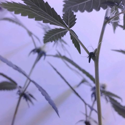 Foto do growlog de Sour Diesel Auto 18/08/2023: Sour Diesel virando herma, possivelmente conseguirei fazer sementes automáticas 