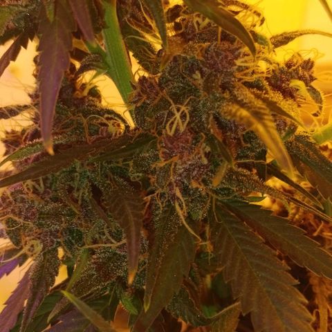 Auto Critical Orange Punch 01/08/2023 growlog timeline photo