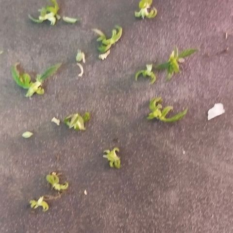Foto do growlog de Sour Diesel Auto 18/08/2023: Última limpeza feita , retirada de mini camarões sem perspectiva de crescimento, retirada folhas e alguns ramos para evitar energia desperdiçada 