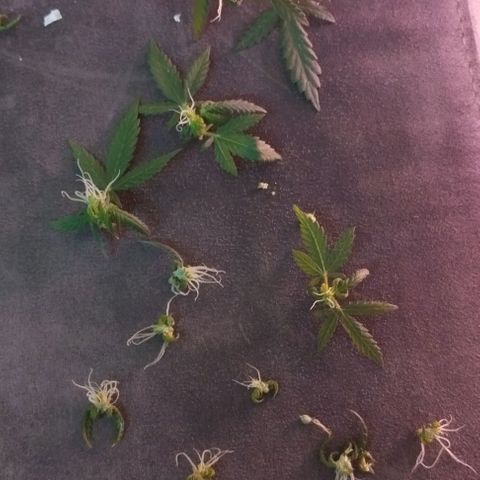 Foto do growlog de Sour Diesel Auto 18/08/2023: Última limpeza feita , retirada de mini camarões sem perspectiva de crescimento, retirada folhas e alguns ramos para evitar energia desperdiçada 