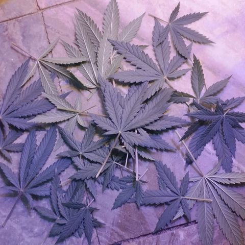 Foto do growlog de Sour Diesel Auto 18/08/2023: Última limpeza feita , retirada de mini camarões sem perspectiva de crescimento, retirada folhas e alguns ramos para evitar energia desperdiçada 