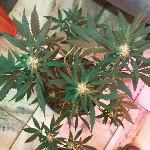Foto do growlog de Sour Diesel Auto 18/08/2023: Última limpeza feita , retirada de mini camarões sem perspectiva de crescimento, retirada folhas e alguns ramos para evitar energia desperdiçada 