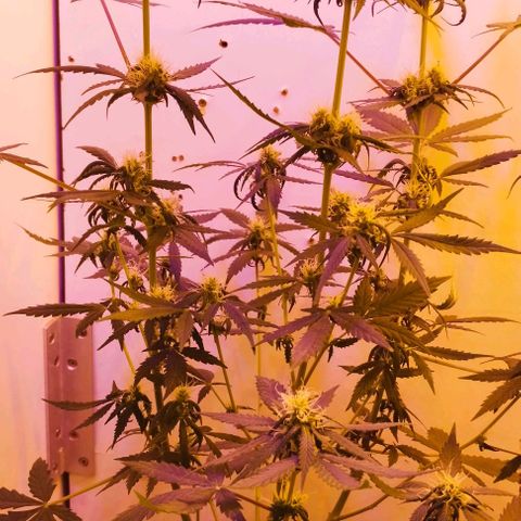 Foto do growlog de Sour Diesel Auto 18/08/2023: Última limpeza feita , retirada de mini camarões sem perspectiva de crescimento, retirada folhas e alguns ramos para evitar energia desperdiçada 