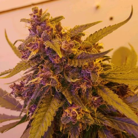 Auto Critical Orange Punch 01/08/2023 growlog timeline photo