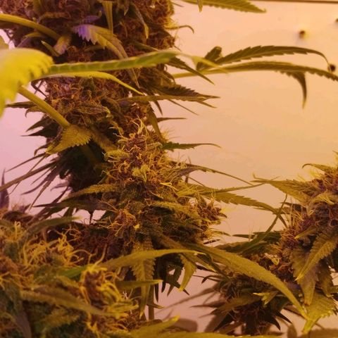 Auto Critical Orange Punch 01/08/2023 growlog timeline photo
