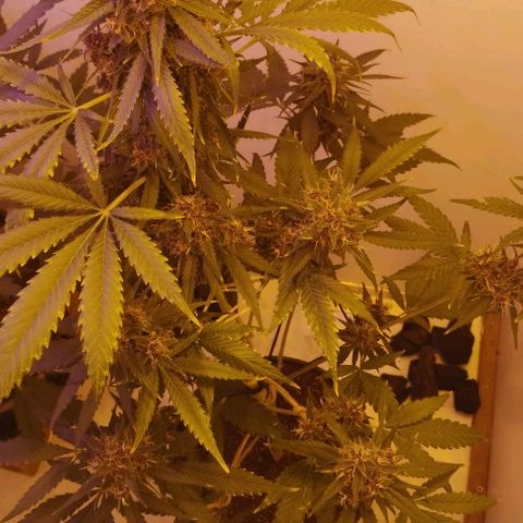 Auto Critical Orange Punch 01/08/2023 growlog timeline photo