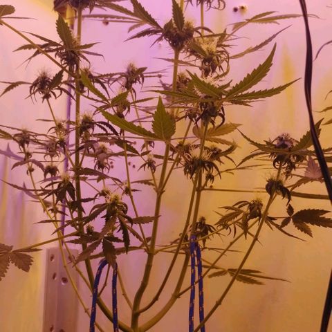 Foto do cronograma do growlog de Sour Diesel Auto 18/08/2023