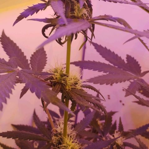 Foto do cronograma do growlog de Sour Diesel Auto 18/08/2023