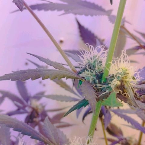 Foto do cronograma do growlog de Sour Diesel Auto 18/08/2023