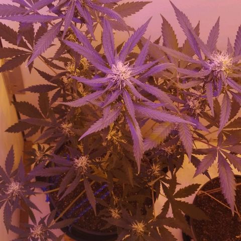 Foto do cronograma do growlog de Sour Diesel Auto 18/08/2023